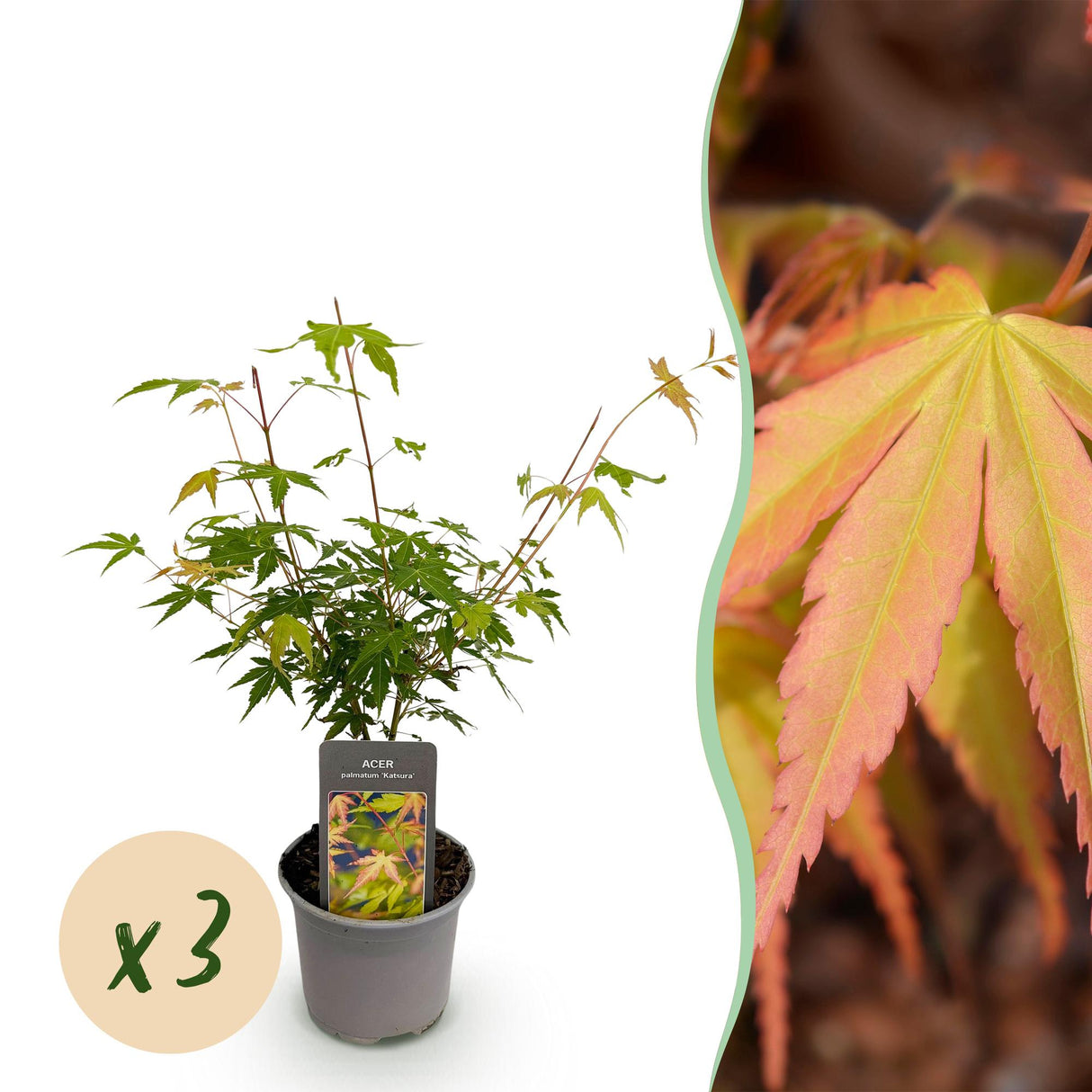 Livraison plante Acer palmatum Katsura – Lot de 3 – Pot 12 cm – Hauteur 35 cm