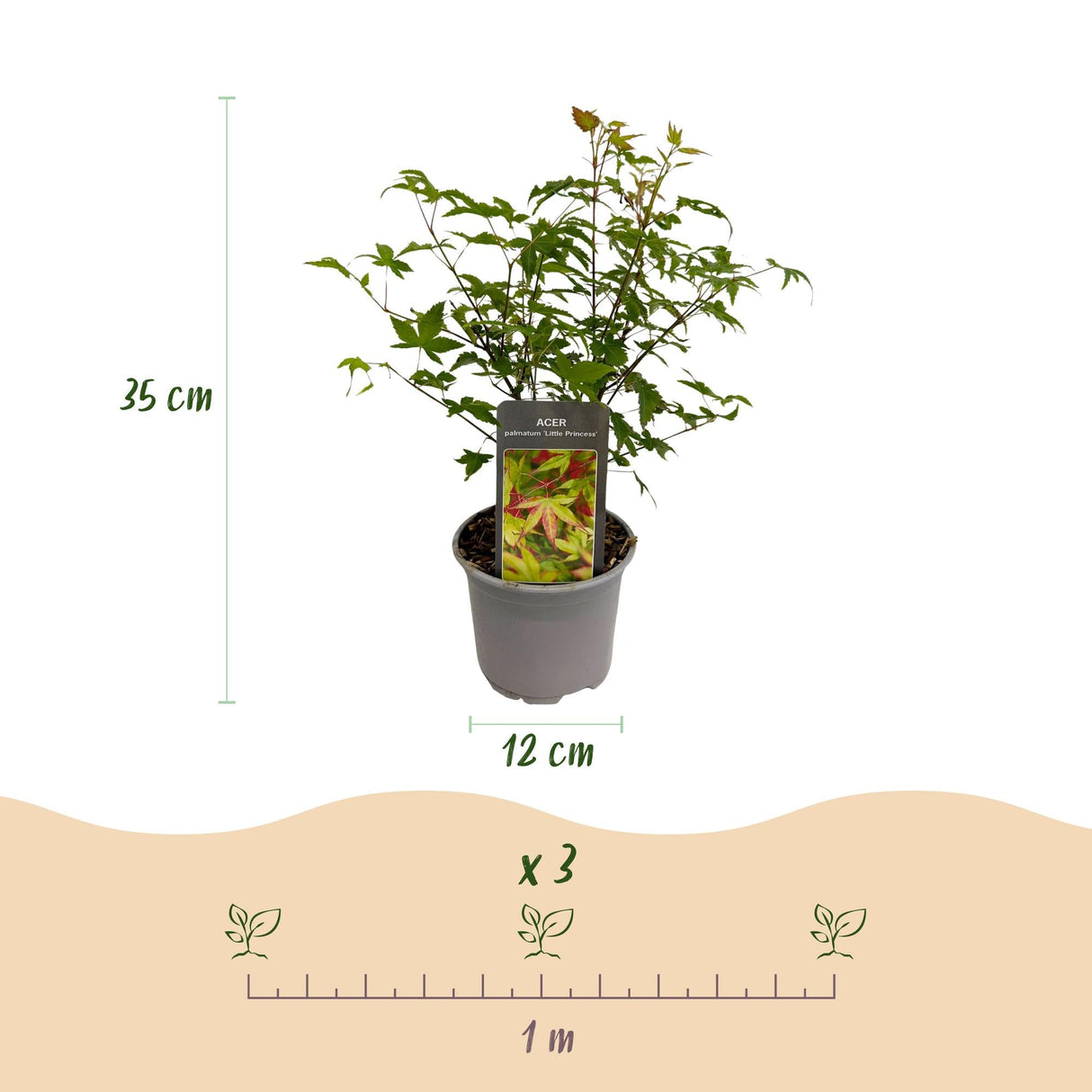 Livraison plante Acer palmatum Little Princess – Pot 12 cm – Hauteur 35 cm