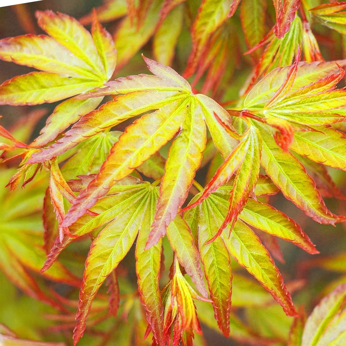 Livraison plante Acer palmatum Little Princess – Pot 12 cm – Hauteur 35 cm