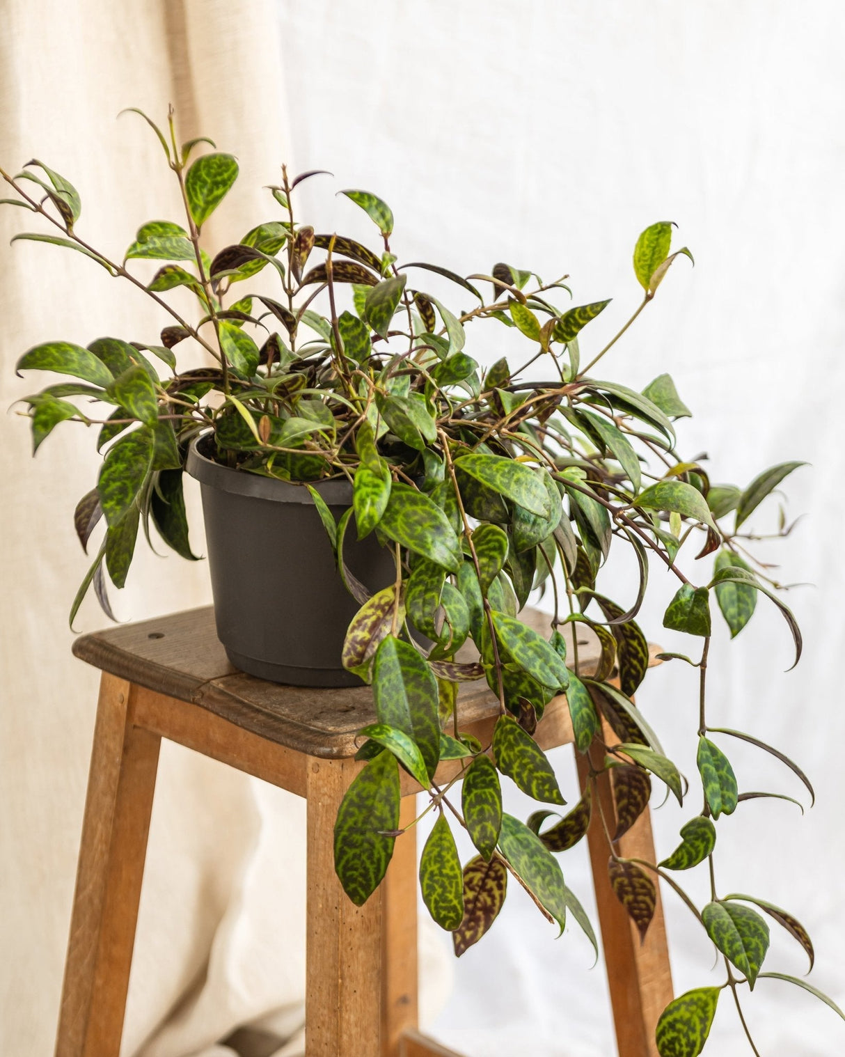 Livraison plante Aeschynanthus marmoratus