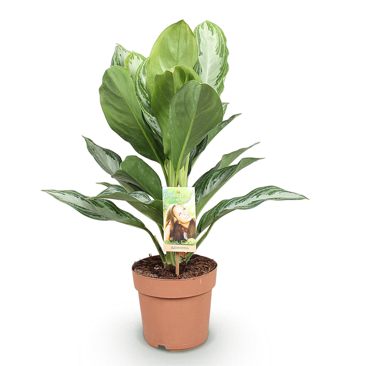 Livraison plante Aglaonema Silver Bay – Lot de 1