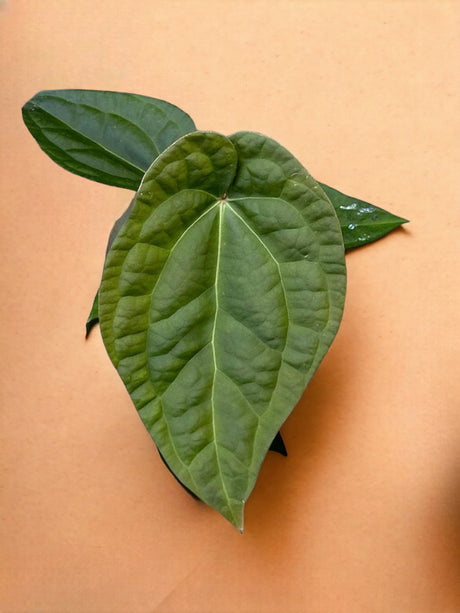 Livraison plante Anthurium Crystallinum X Luxurians