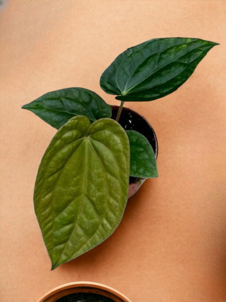 Livraison plante Anthurium Magnificum X Luxurians