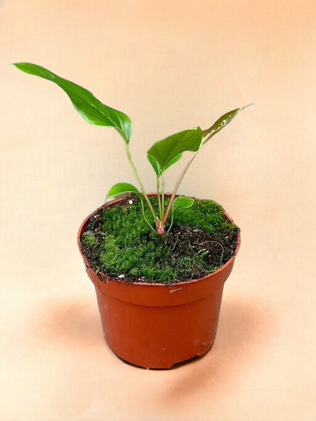 Livraison plante Anthurium Pedatum X Pedatum