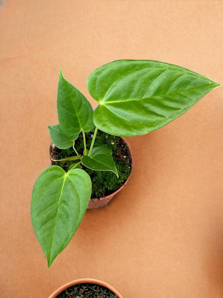 Livraison plante Anthurium Recavum X Recavum