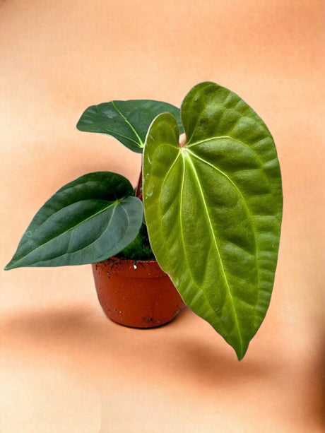 Livraison plante Anthurium Regale X Luxurians