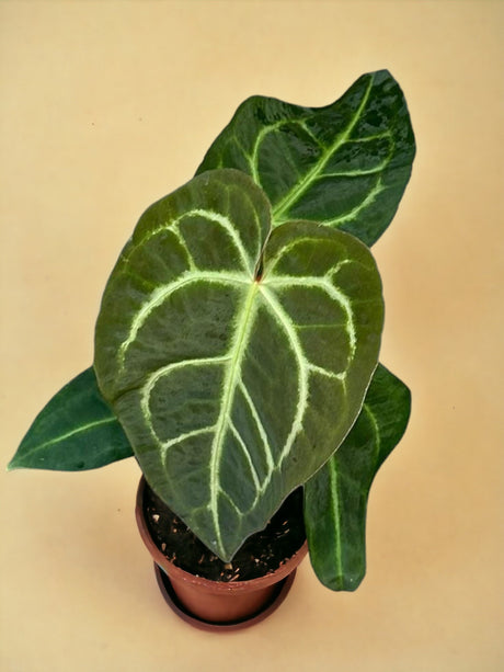 Livraison plante Anthurium Regale X Magnificum