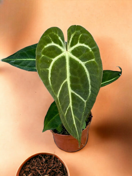 Livraison plante Anthurium Regale X Magnificum