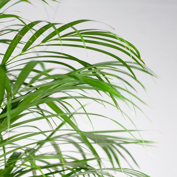 Livraison plante Areca Palm XL et son pot