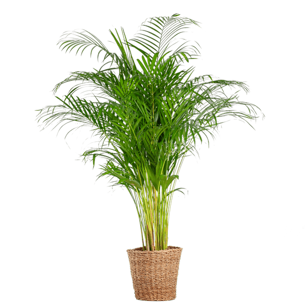 Livraison plante Areca Palm XL et son pot