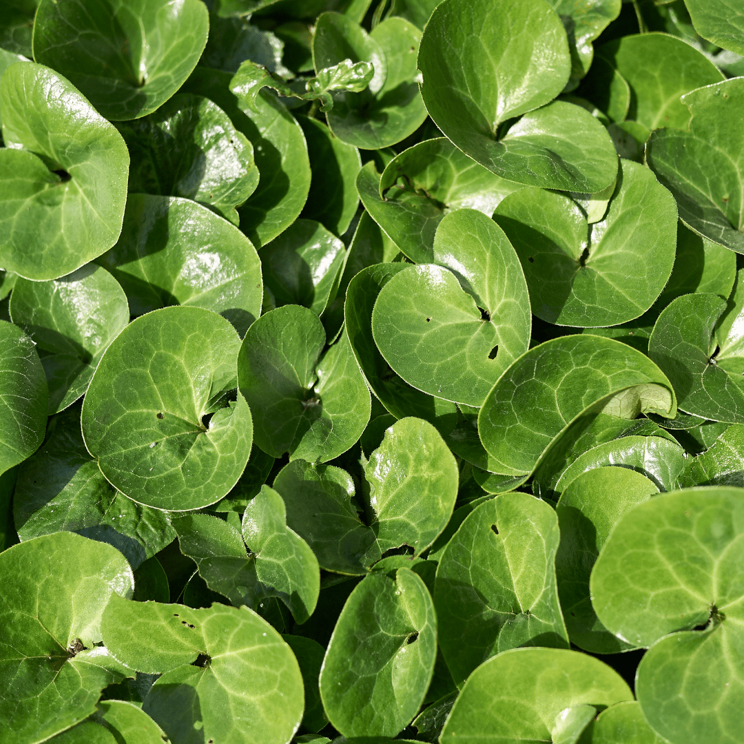 Livraison plante Asaret