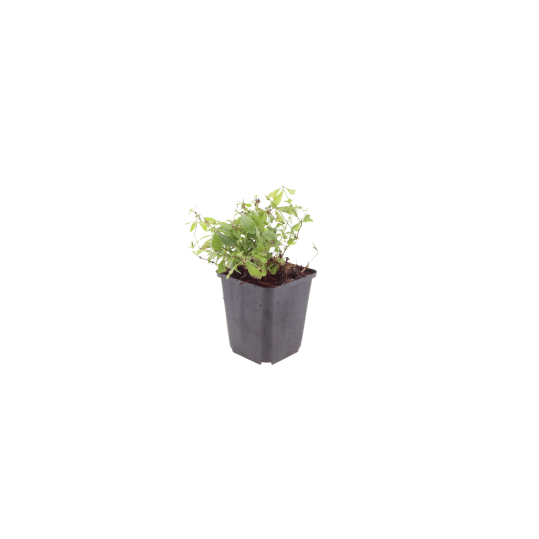Livraison plante Aspérule odorante