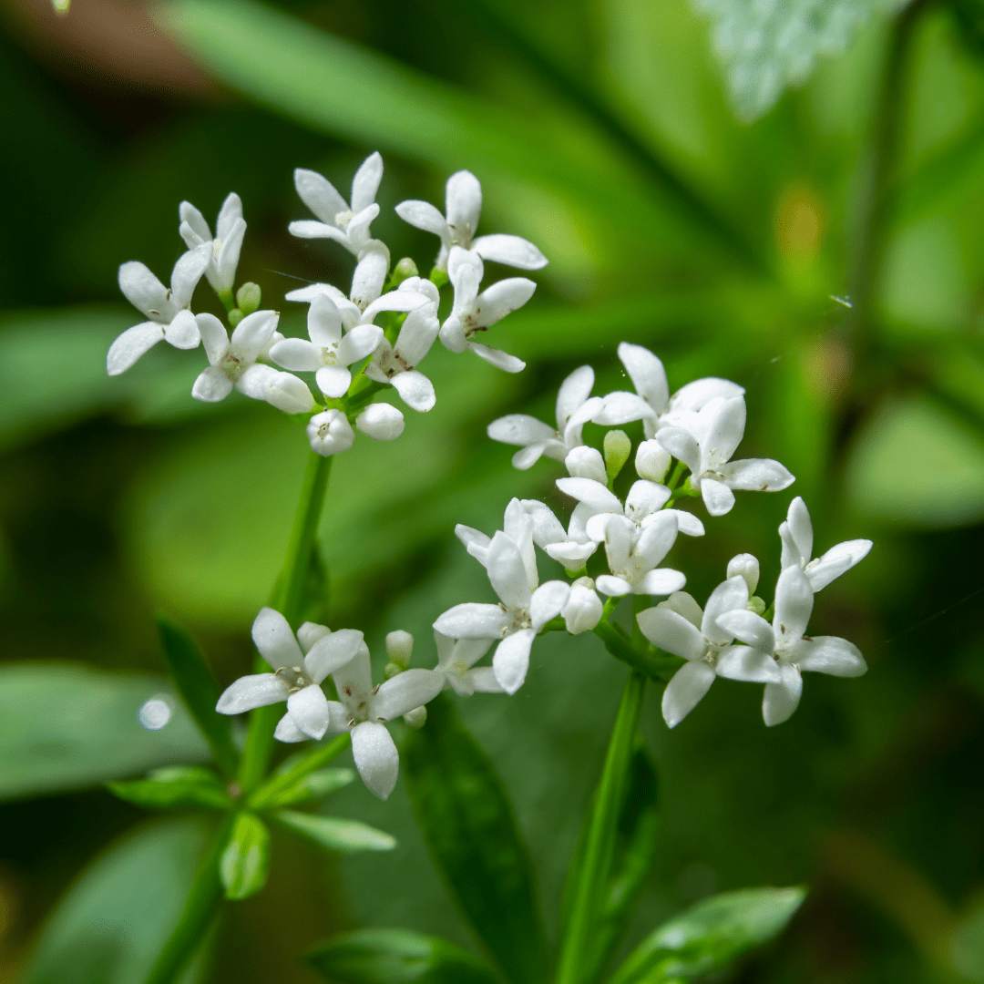 Livraison plante Aspérule odorante