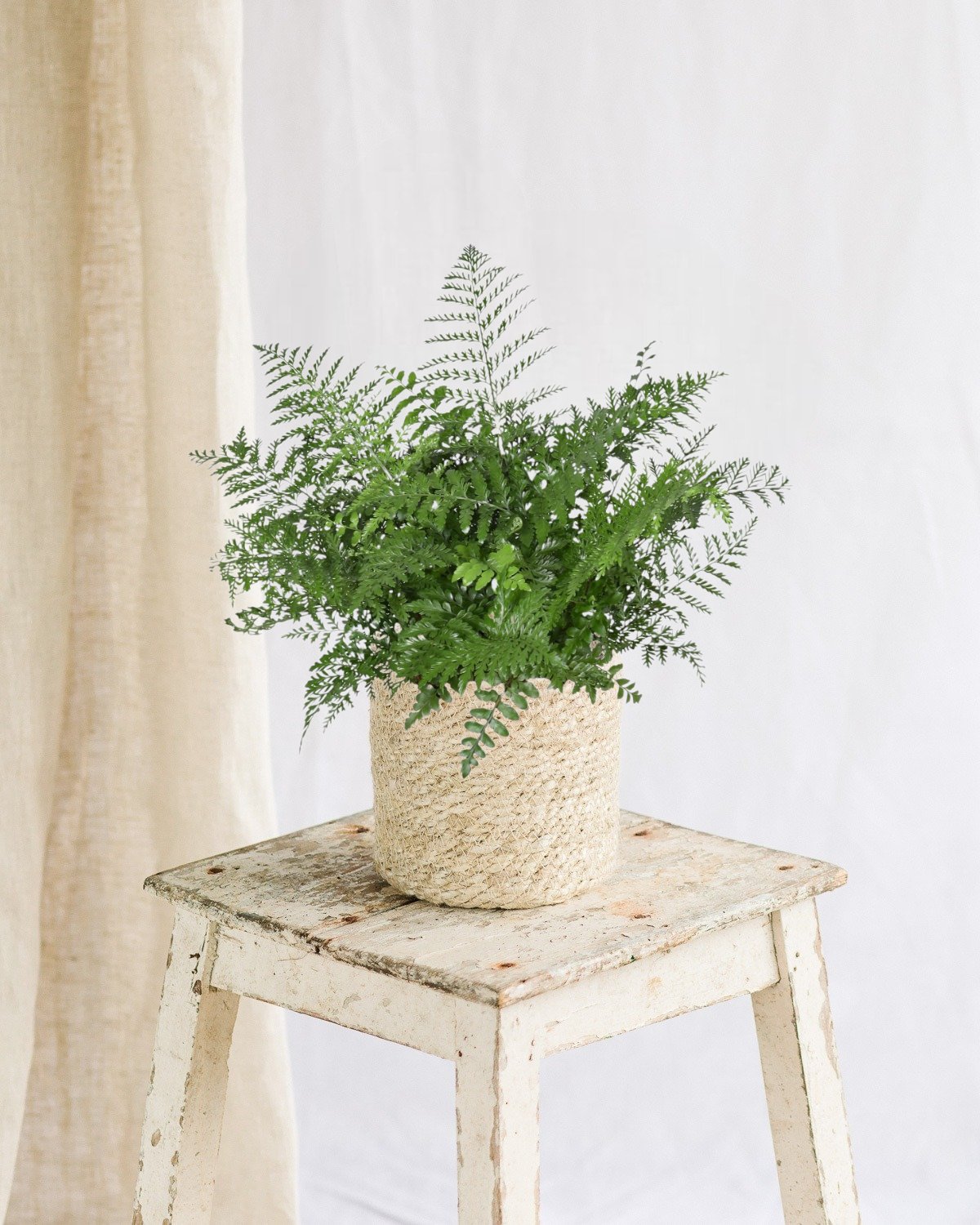 Livraison plante Asplenium Parvati