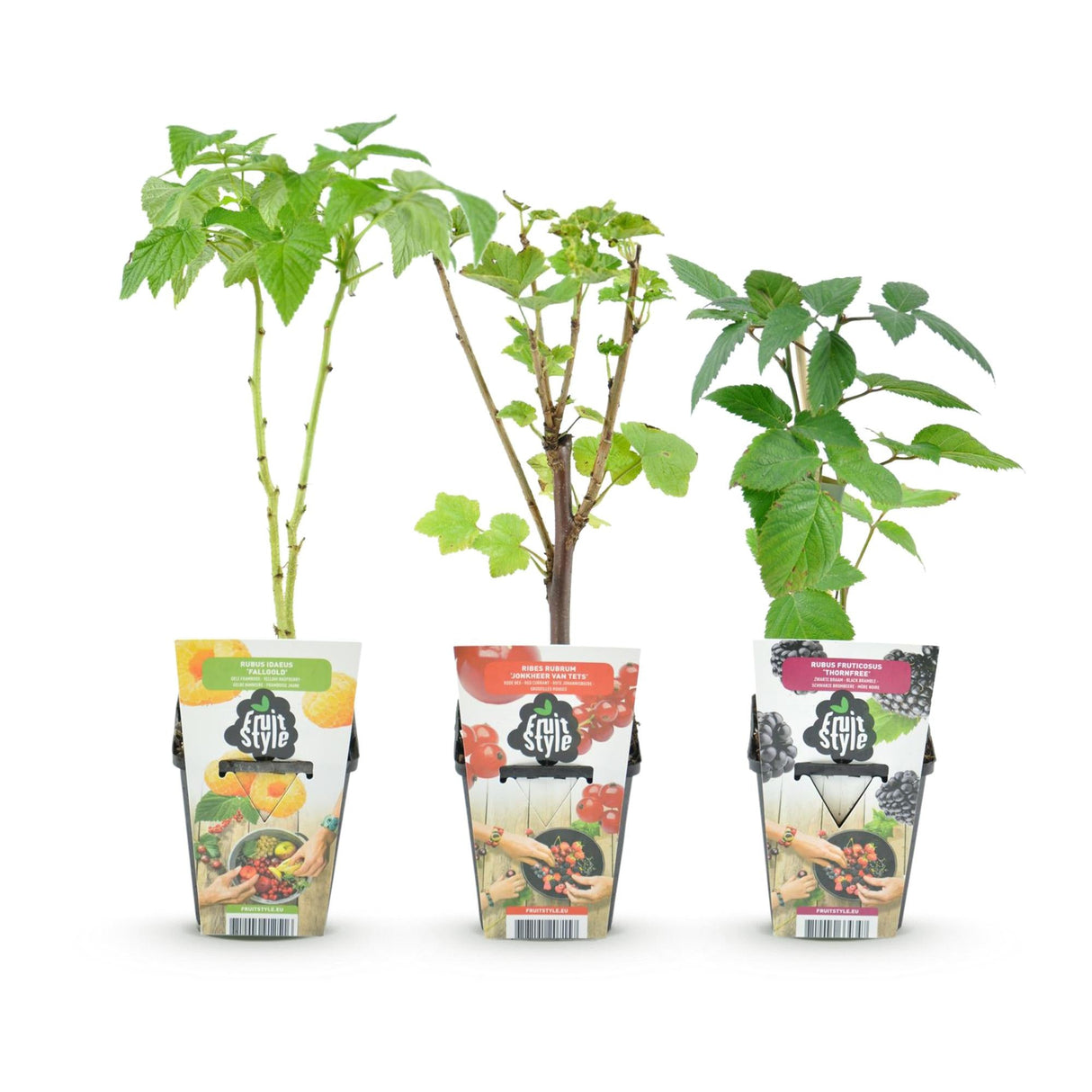 Livraison plante Assortiment fruitier – Lot de 3 – Pot 9 cm