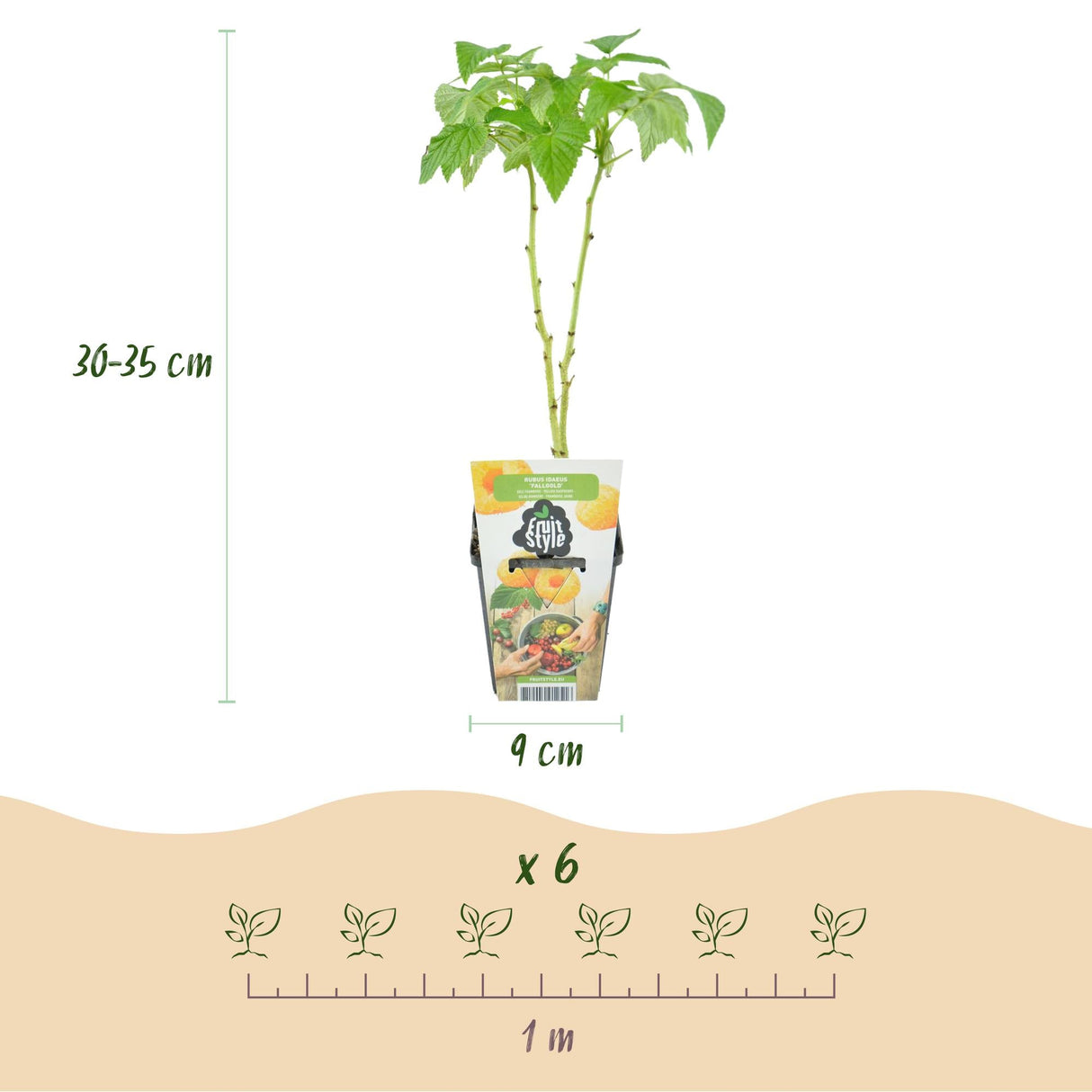 Livraison plante Assortiment fruitier – Lot de 3 – Pot 9 cm