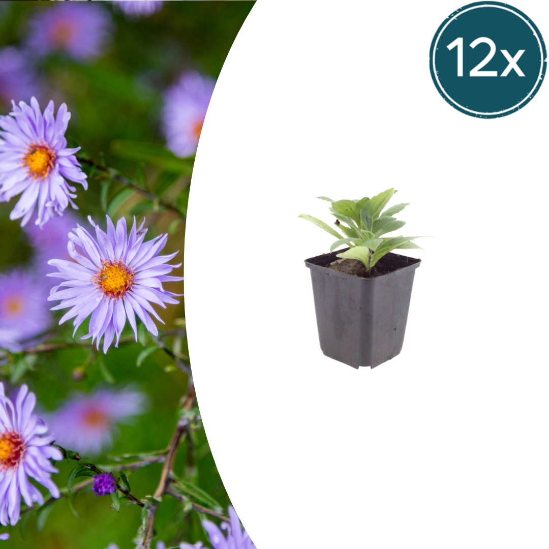 Livraison plante Aster frikarti