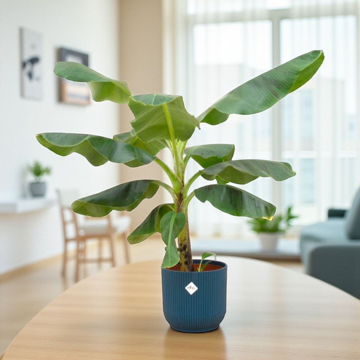 Bananenstaude Musa mit Topf - Tropische Pflanze