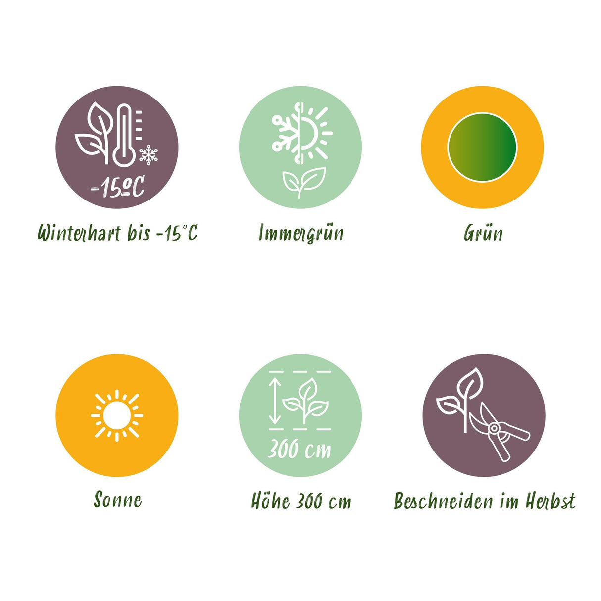 Livraison plante Bananier Musa basjoo – Lot de 2 – Pot 17 cm – Hauteur 40 cm