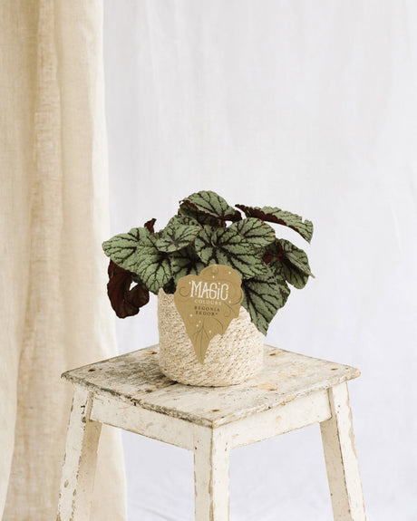 Livraison plante Begonia Rex Fedor