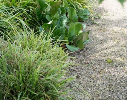 Livraison plante Bergenia à feuilles en cœur 'Herbstblüte'