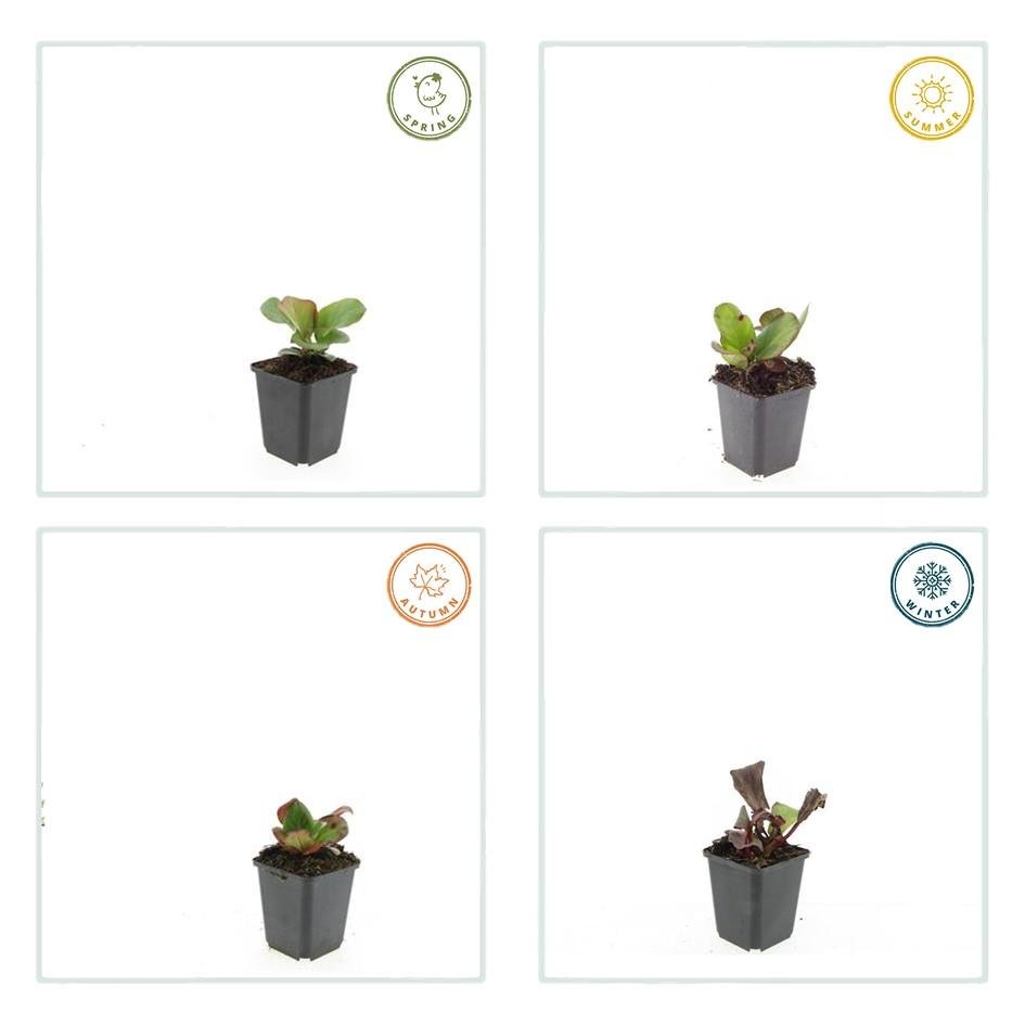 Livraison plante Bergenia à feuilles en cœur 'Herbstblüte'