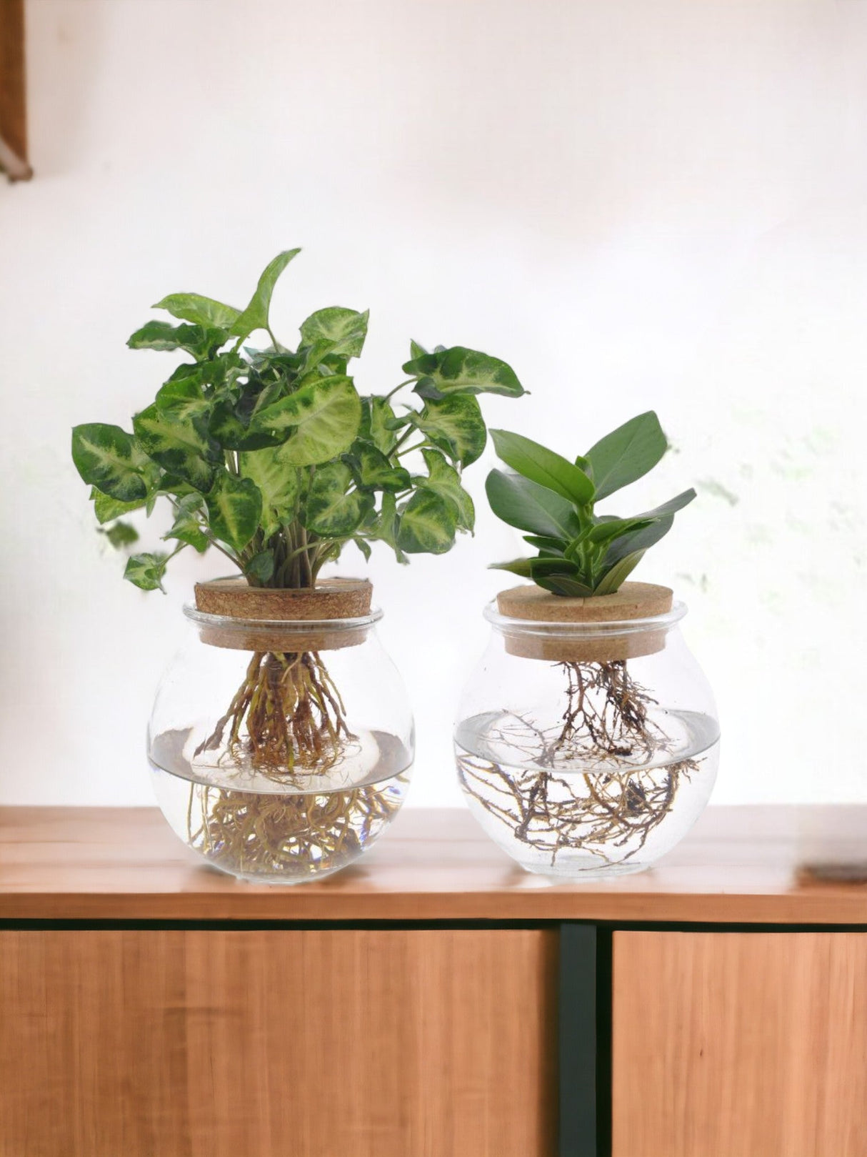 Livraison plante Bolglas Duo Clusia/Syngonium Green - 2 stuks - Ø12cm - ↕30cm