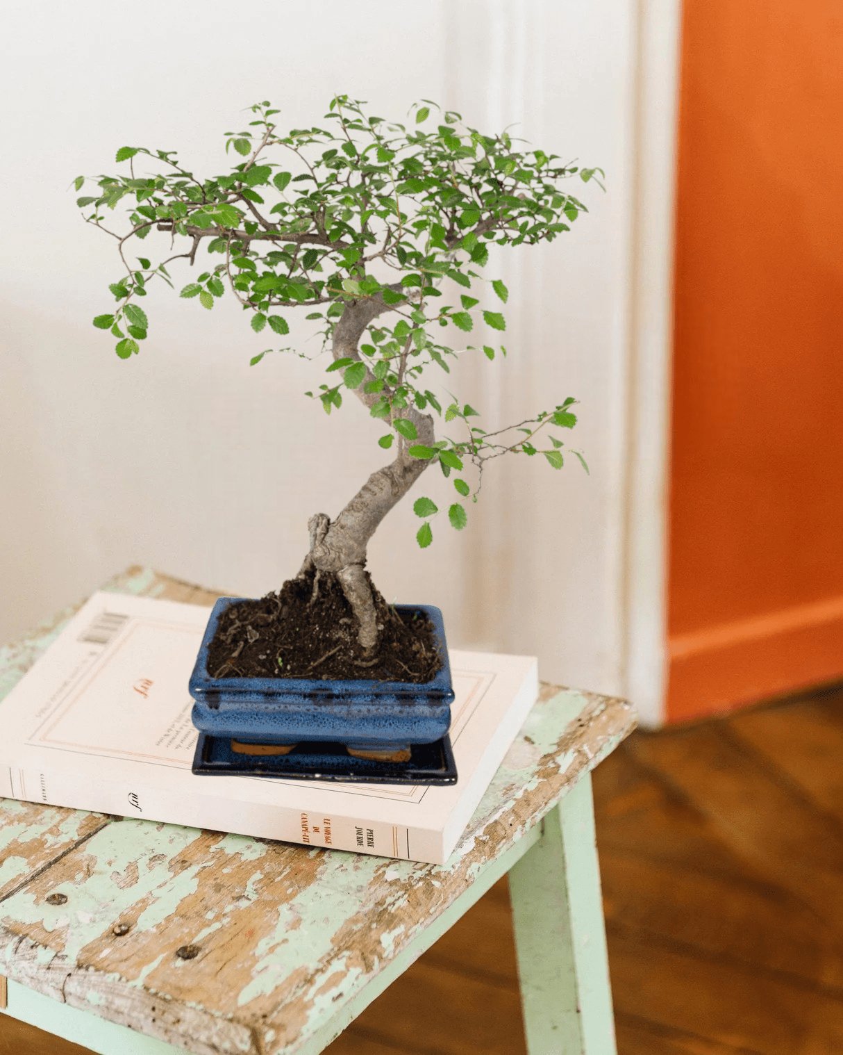Livraison plante Bonsaï