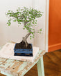 Livraison plante Bonsaï