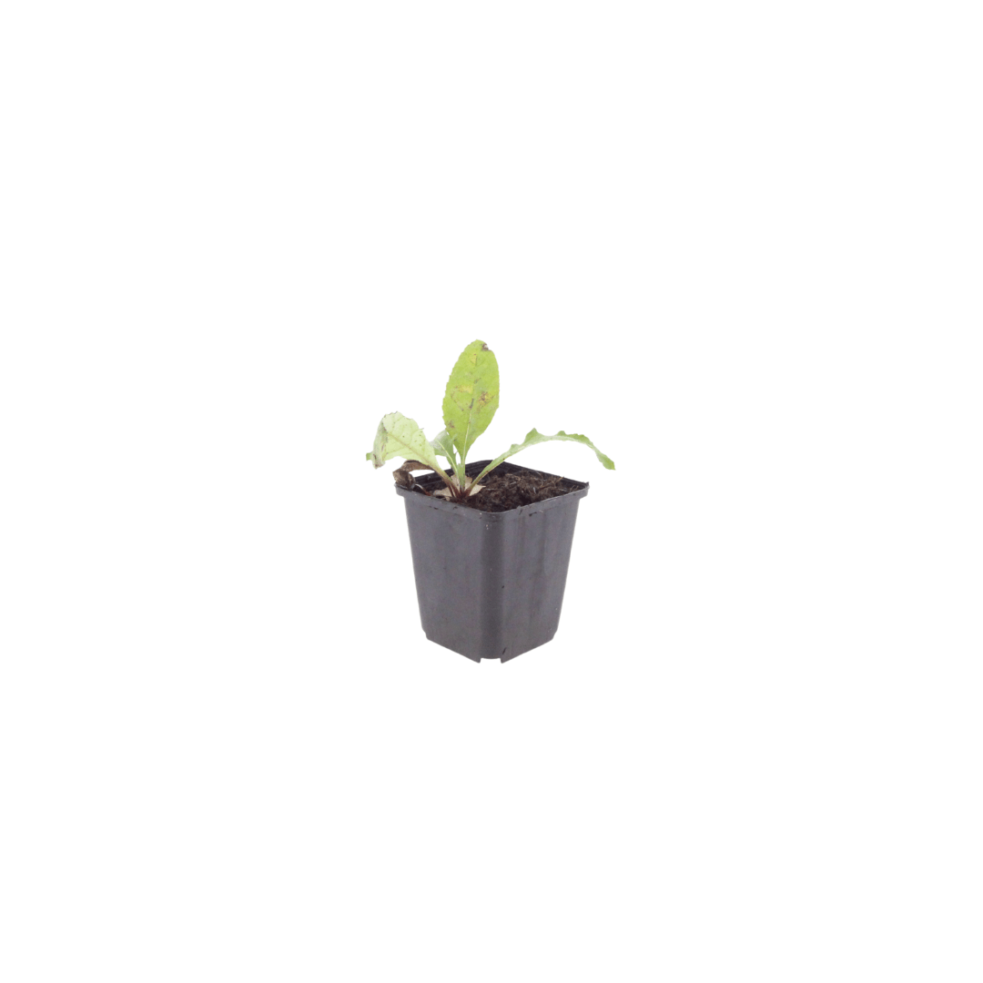 Livraison plante Boule azurée
