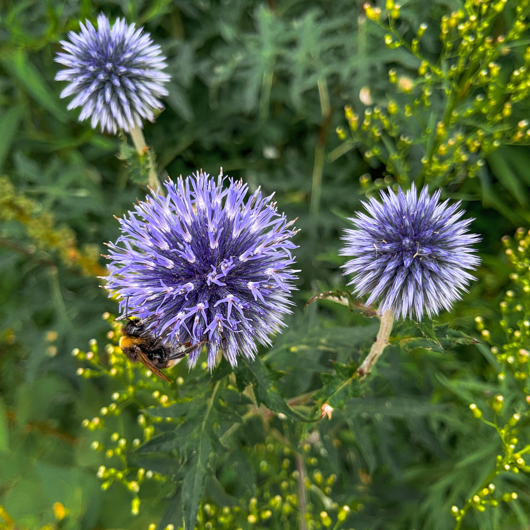 Livraison plante Boule azurée