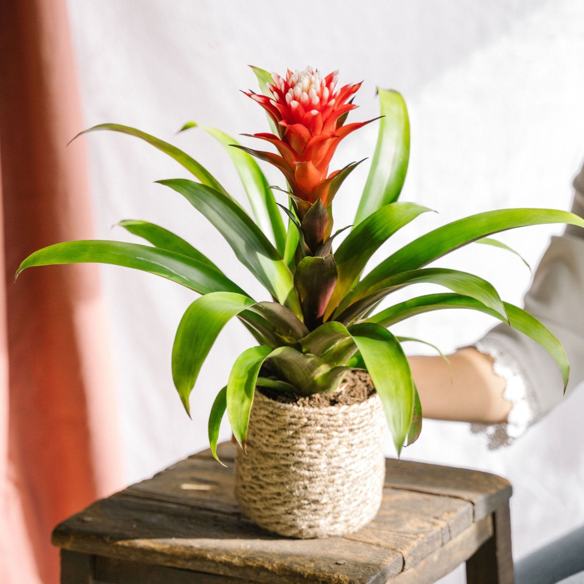Bromelia Hope – pflegeleichte und farbenfrohe exotische Pflanze