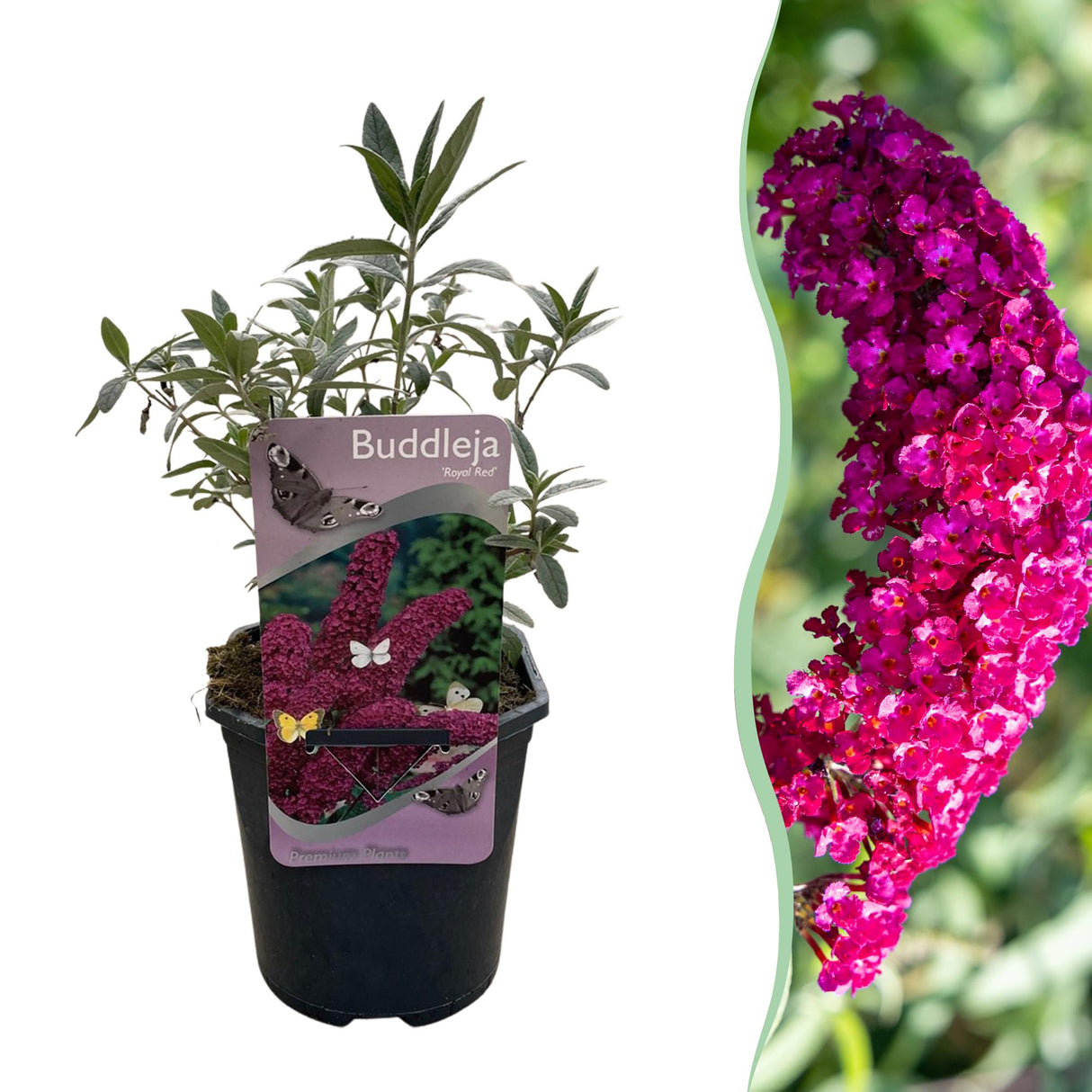 Livraison plante Buddleja davidii Royal Red – Pot 17 cm – Hauteur 25 cm