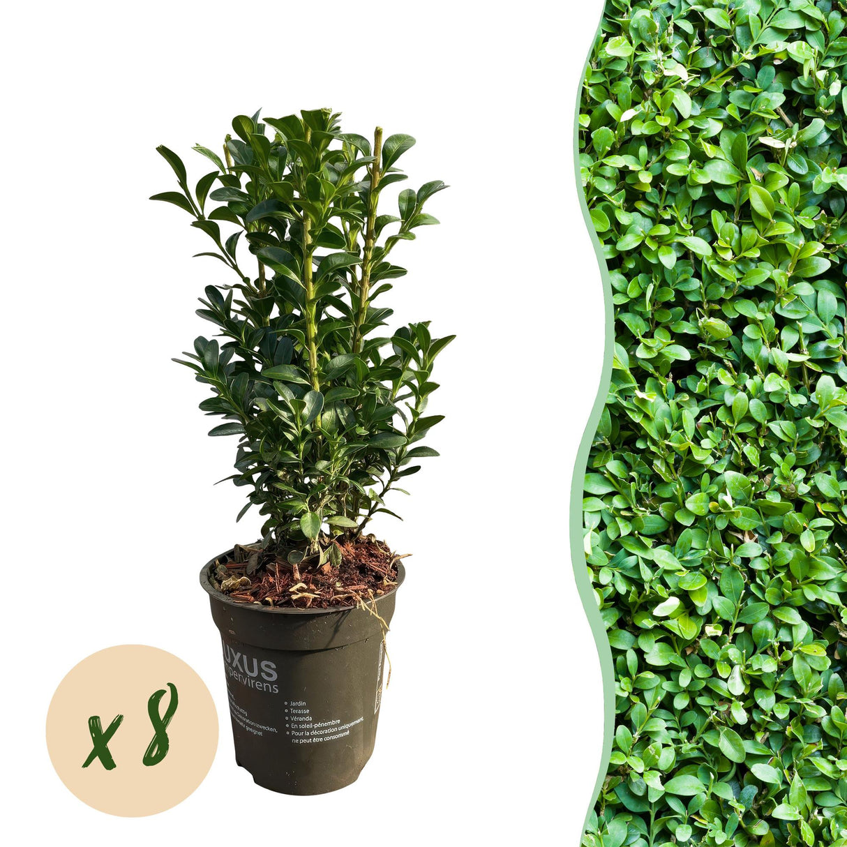 Livraison plante Buis sempervirens – Lot de 8 – Pot 9 cm – Hauteur 20 - 25 cm