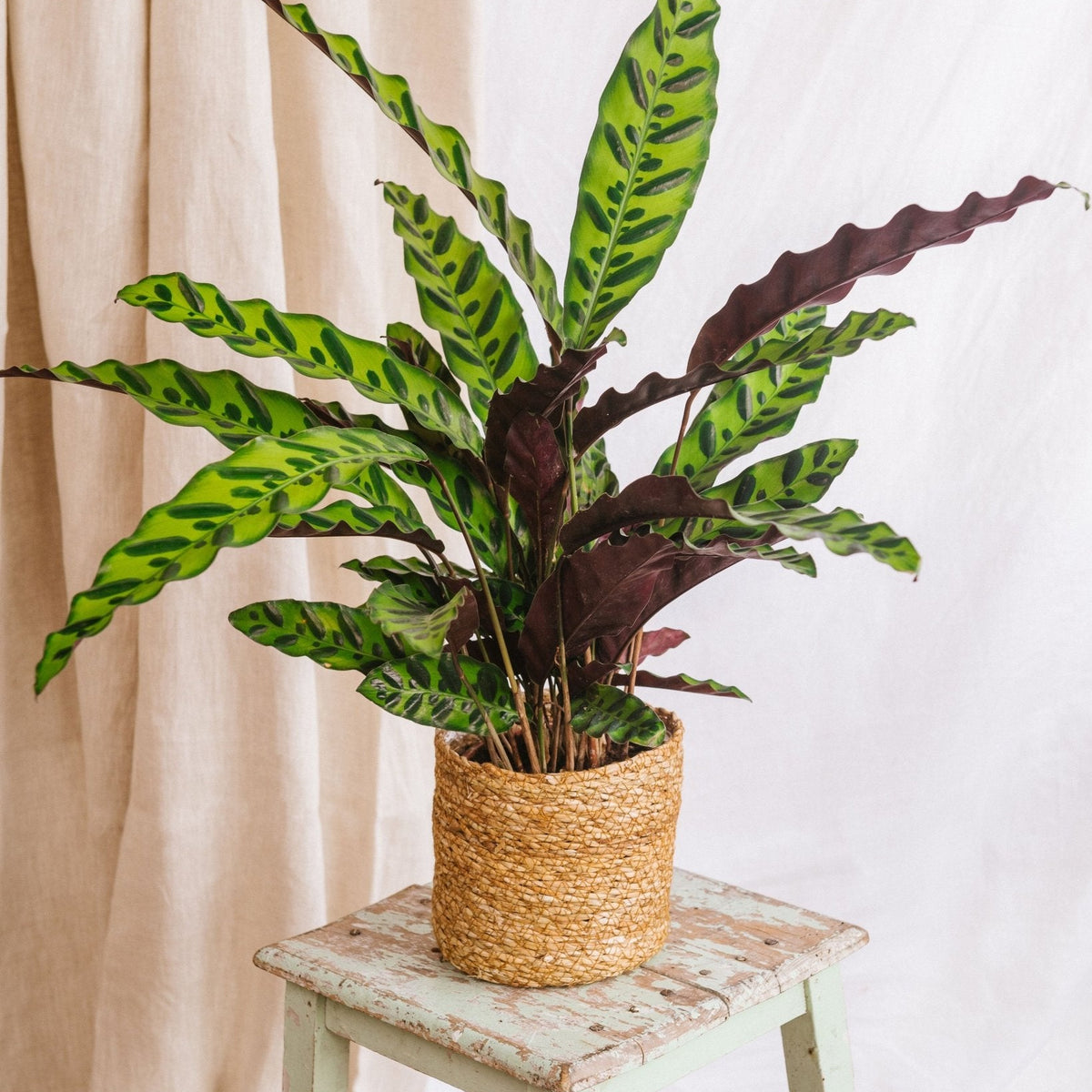 Calathea lancifolia L – Exotische Schönheit und Raumreiniger