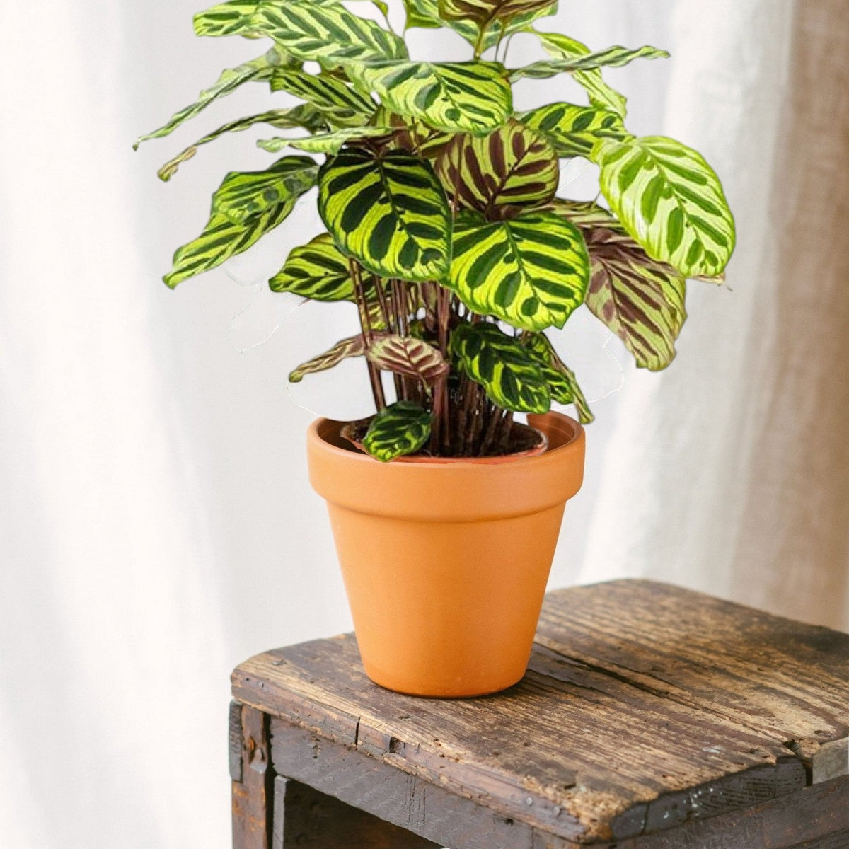 Calathea Makoyana – Elegante und pflegeleichte Zimmerpflanze