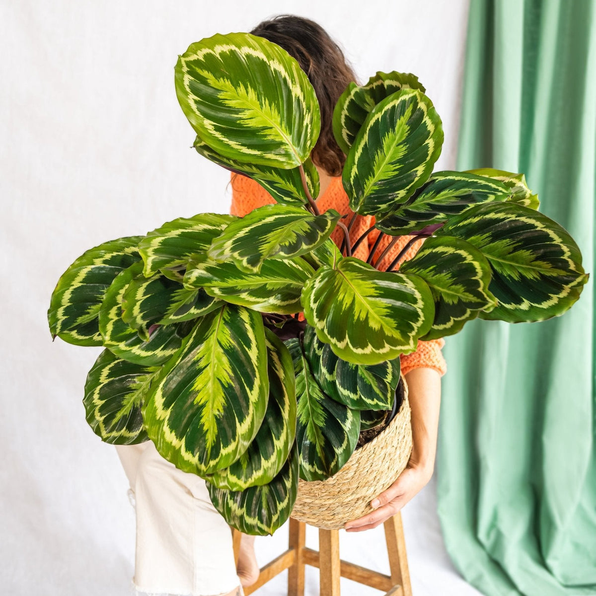 Calathea-Medaillon – Luftreinigende tropische Pflanze 19 cm