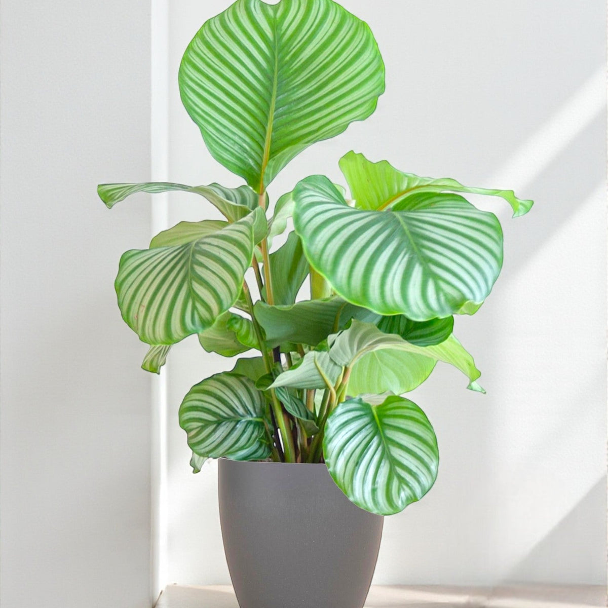 Calathea Orbifolia und ihr Topf  grafische Bltter  The Green Touch