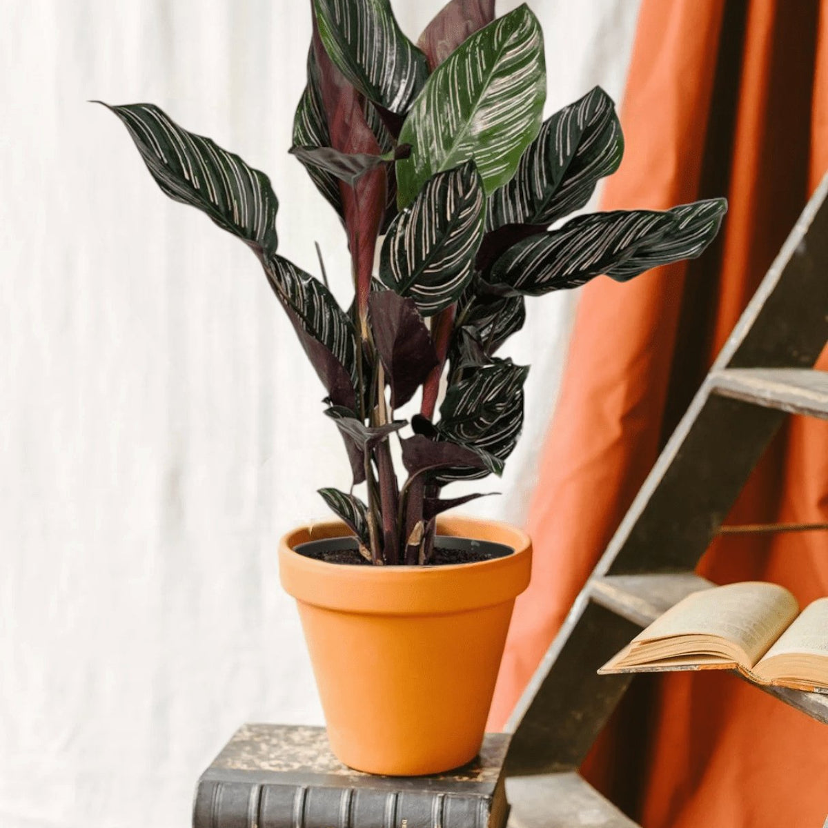 Calathea Ornata – Exotische und lebendige Zimmerpflanze