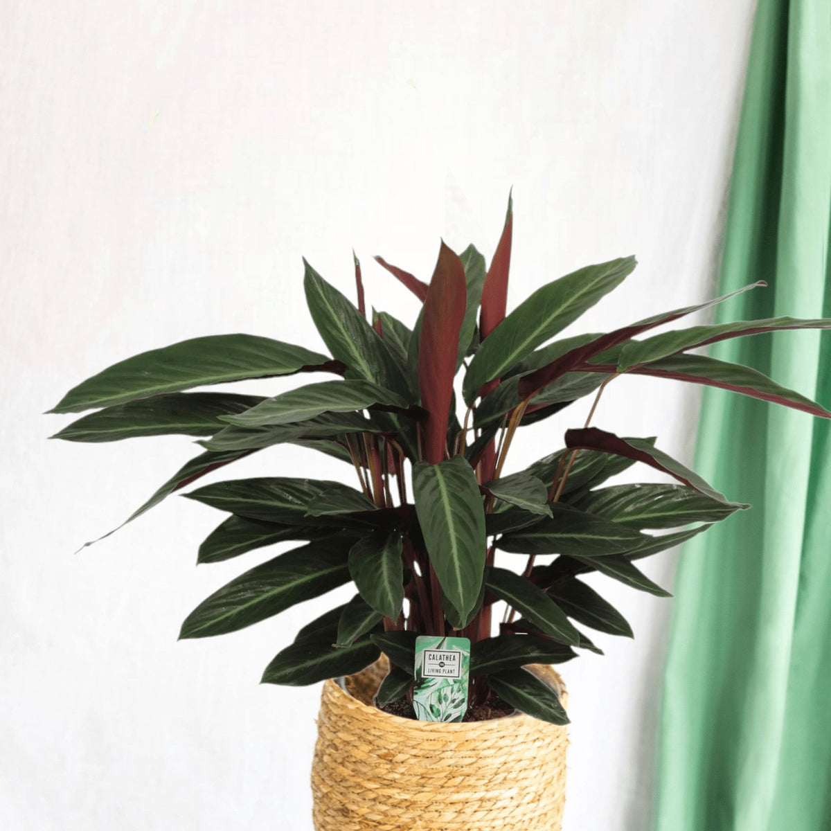 Calathea Stripestar – Exotische und reinigende Zimmerpflanze