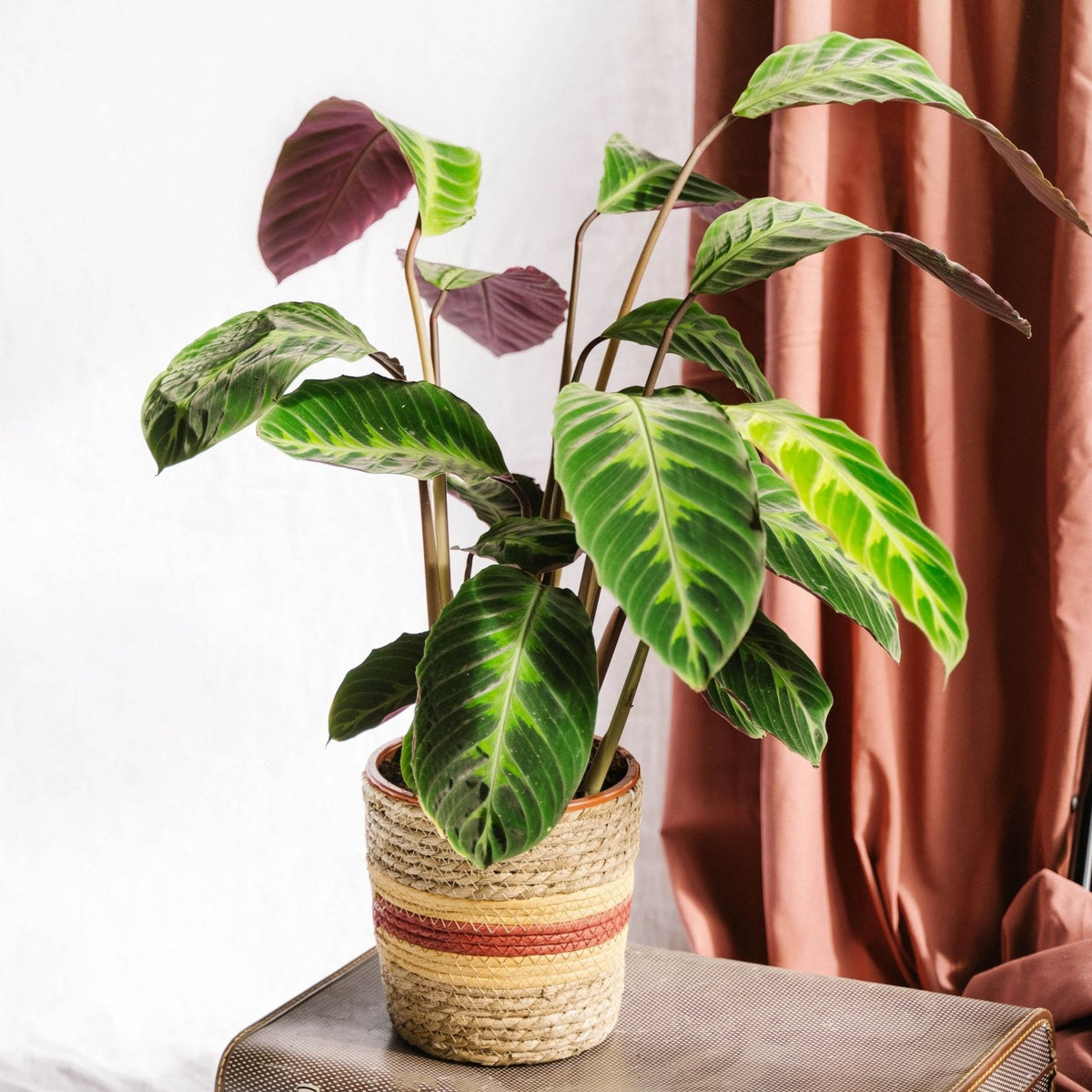 Calathea Warscewiczii: Einzigartige und exotische Zimmerpflanze