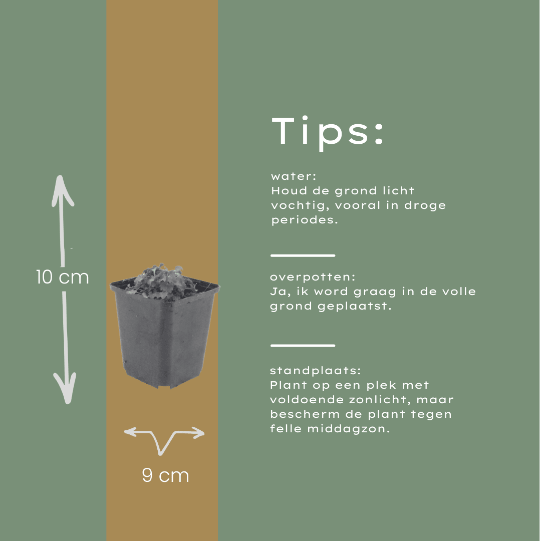 Livraison plante Campanule violet