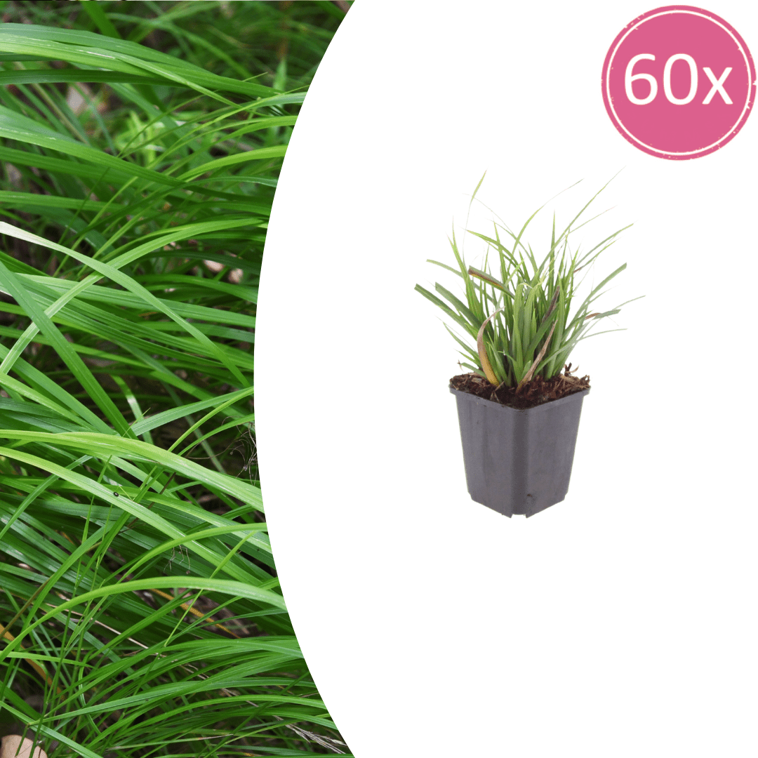 Livraison plante Carex morrowii