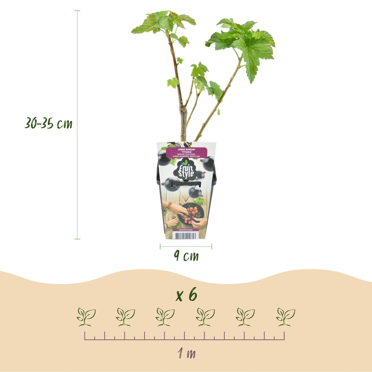 Livraison plante Cassis Titania – Lot de 6 – Pot 9 cm