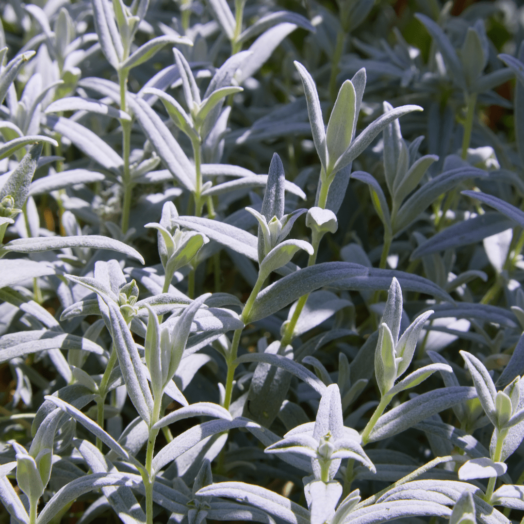 Livraison plante Céraiste tomenteux