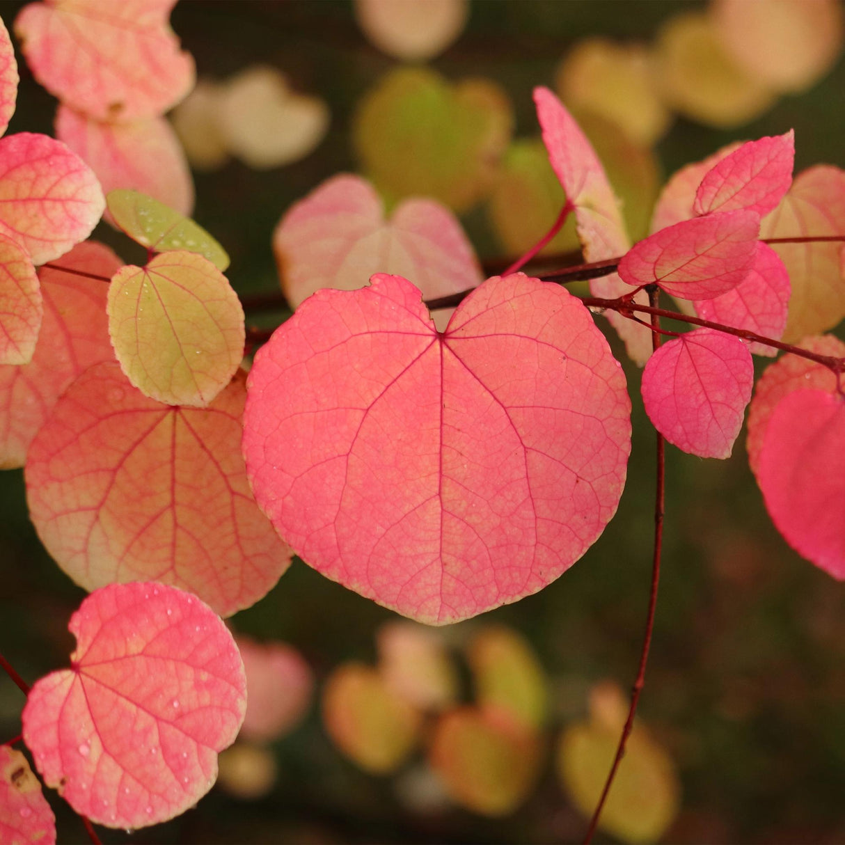 Livraison plante Cercidiphyllum japonicum – Pot 12 cm – Hauteur 35 cm