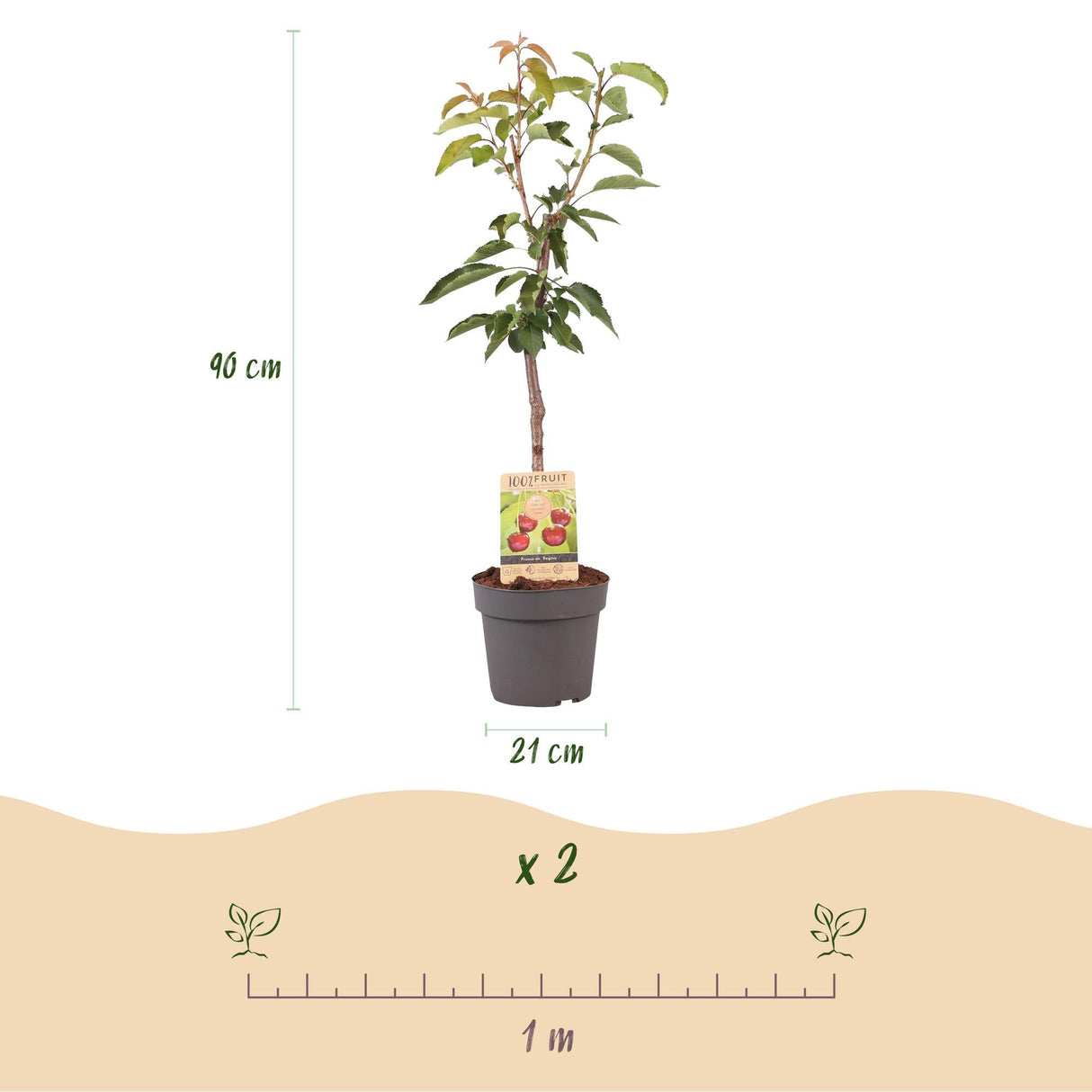 Livraison plante Cerisier Regina – Lot de 1 – Pot 21 cm – Hauteur 90 cm