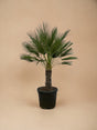 Livraison plante Chamaerops Humilis h180cm