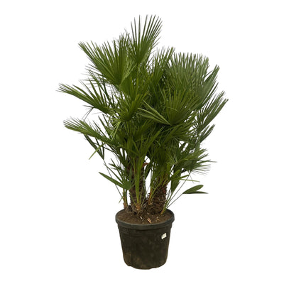 Palmier Nain (Chamaerops Humilis) 'Humilis'