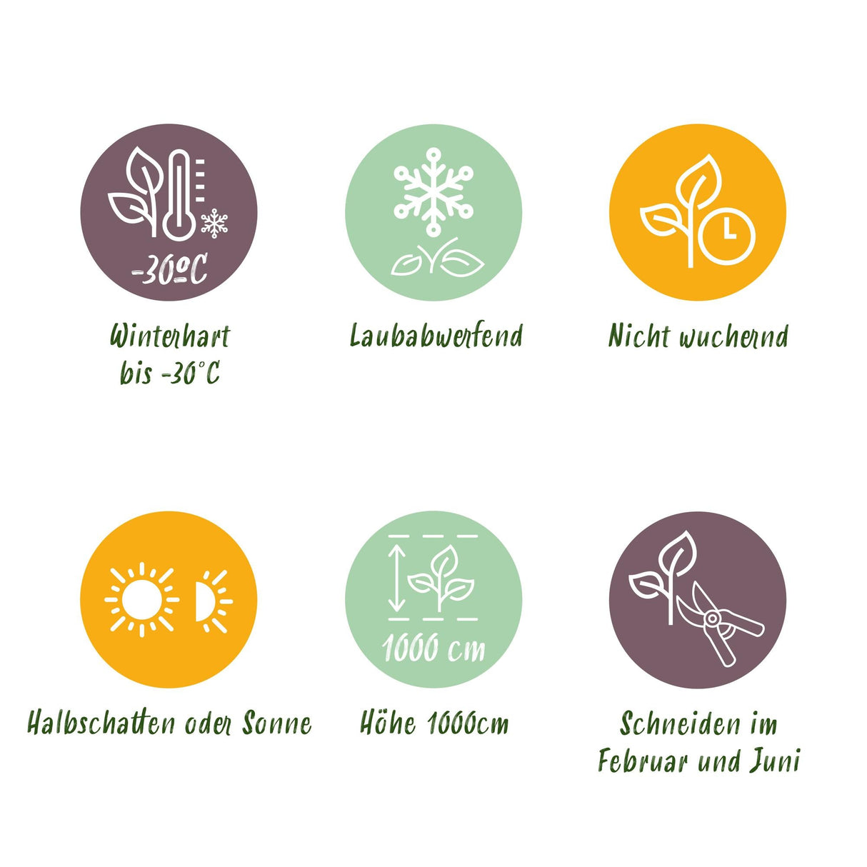 Livraison plante Charme Carpinus betulus – Lot de 6 – Hauteur 55 cm